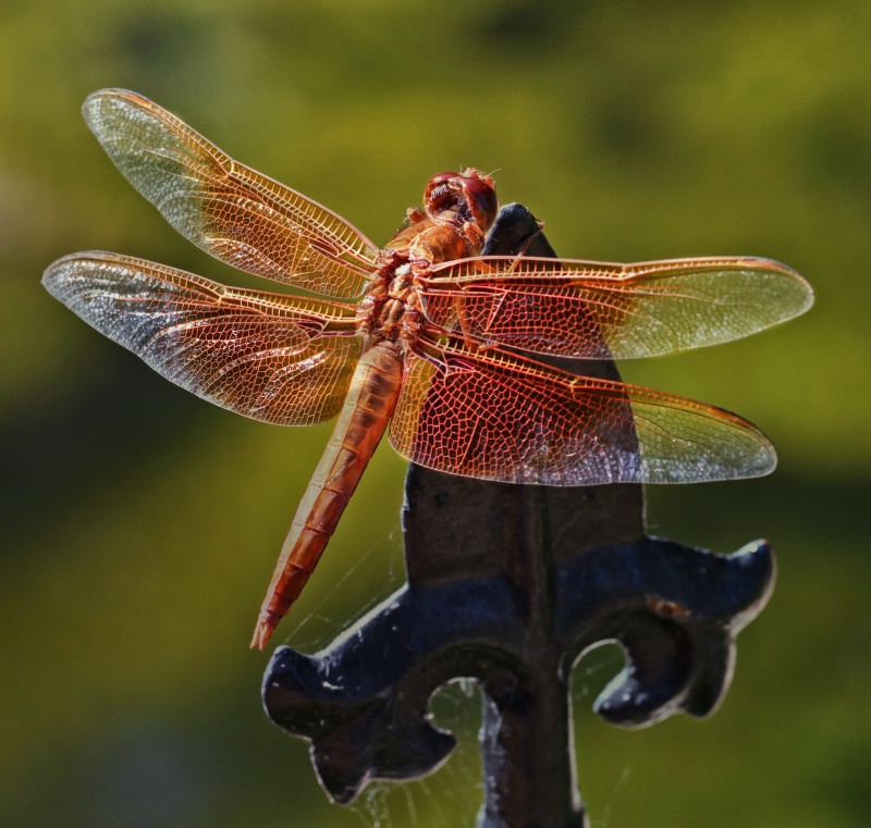 Red at Rest