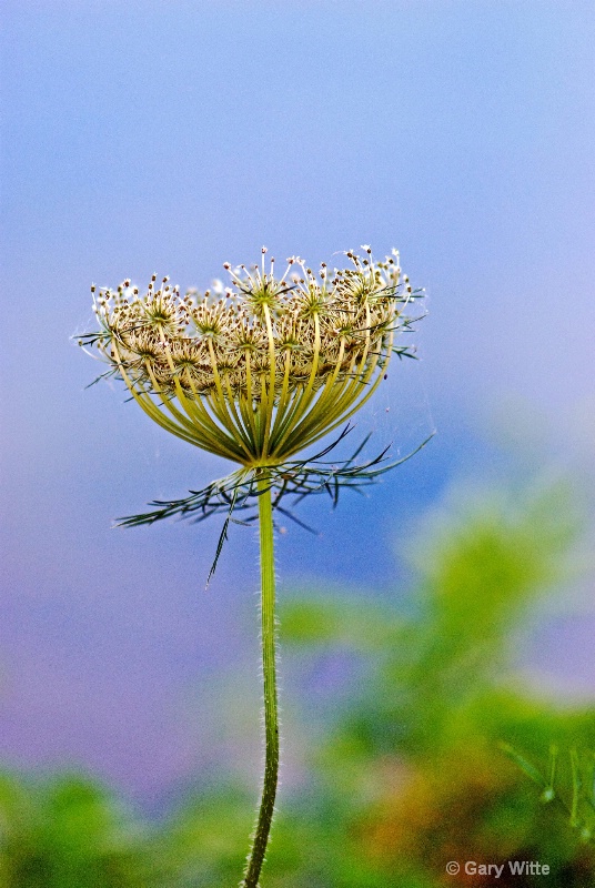 Queen Anne's Lace