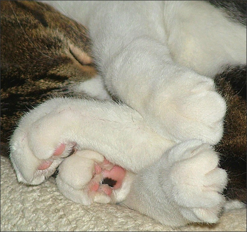 Pads and Paws