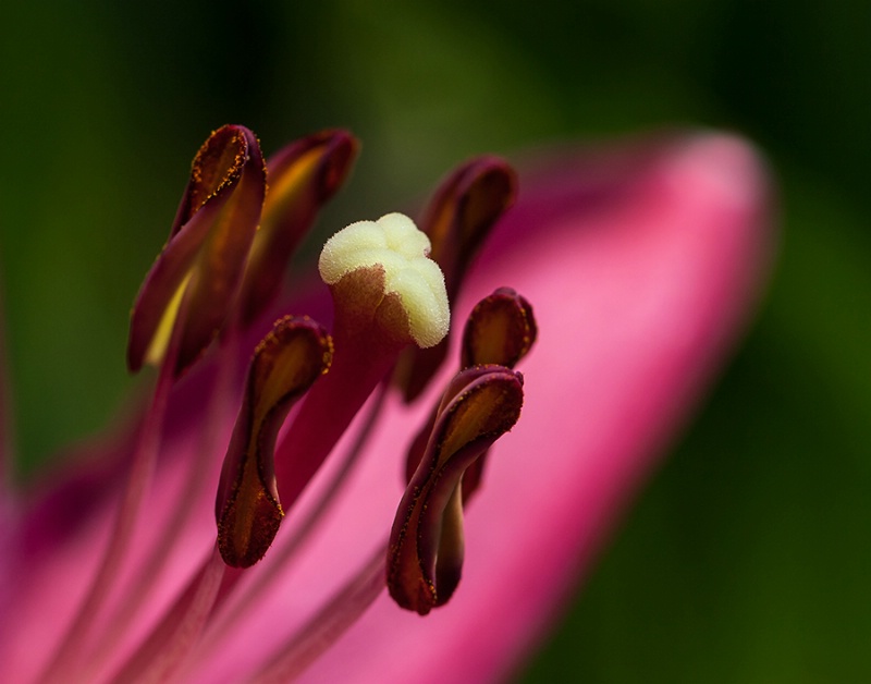 Stamens and Pistil