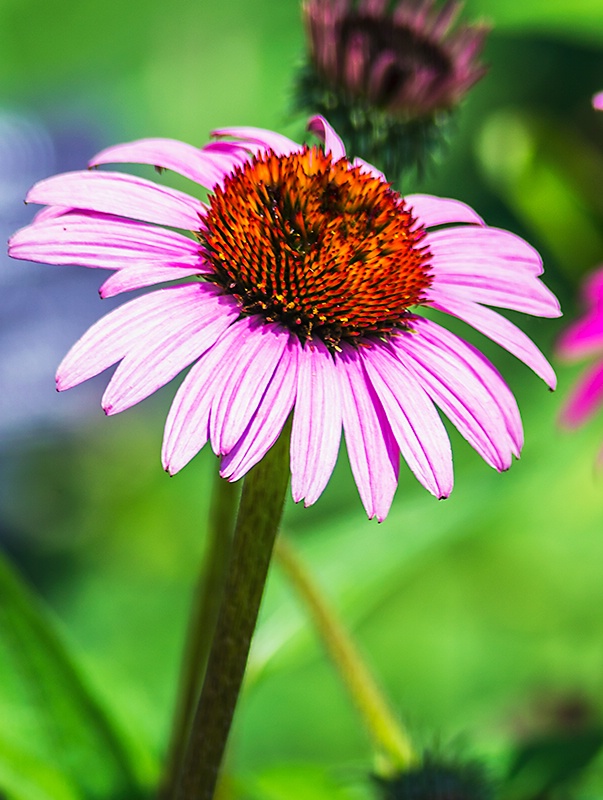 In The Garden