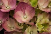 Hydrangeas