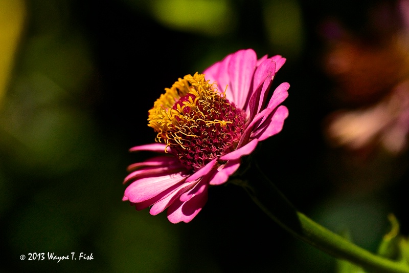 Crowned in Gold