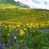 © Phil Burdick PhotoID # 14001963: mt crested butte