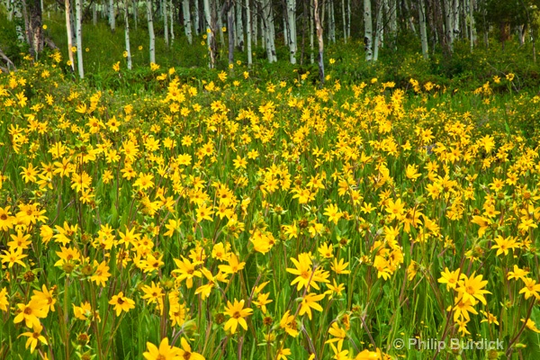 waunita pass sun flowers - ID: 14001964 © Phil Burdick