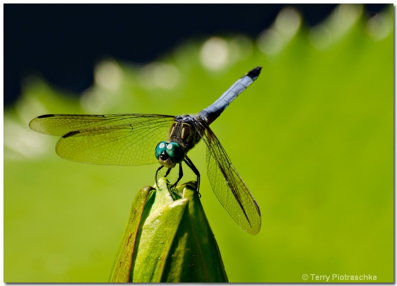 Turquoise