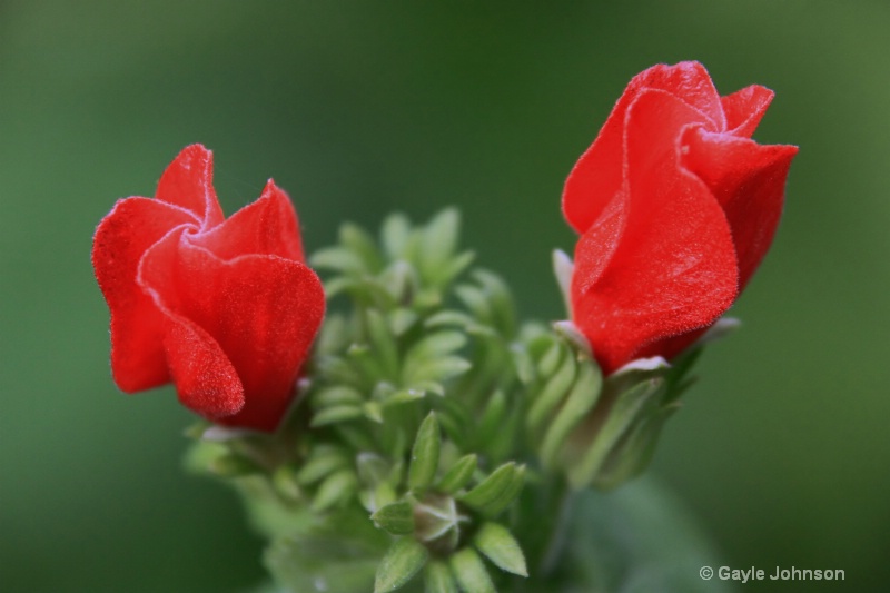 Cardinal's cap