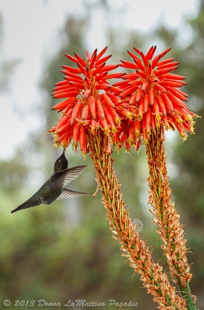 Dance of the Hummingbird 