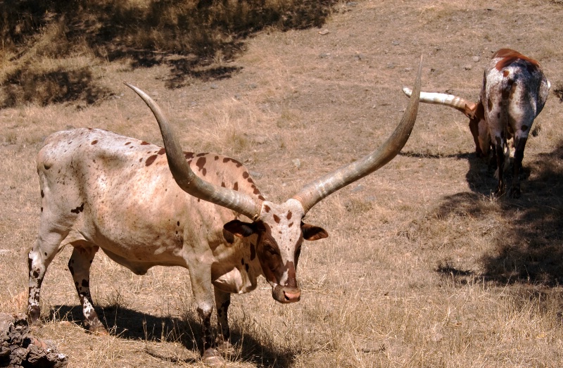 African Longhorn  - ID: 14003511 © Clyde Smith