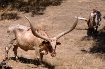 African Longhorn 