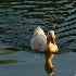 © Beth OMeara PhotoID# 14003894: White Duck
