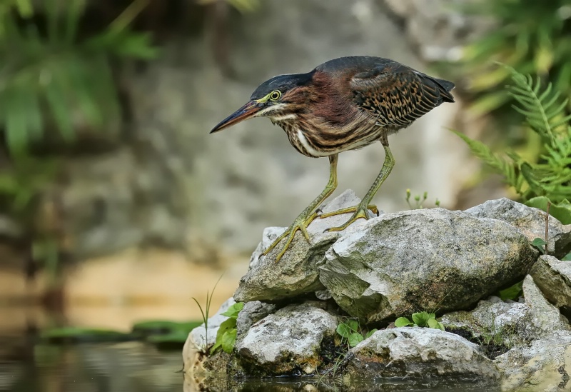 Green Heron