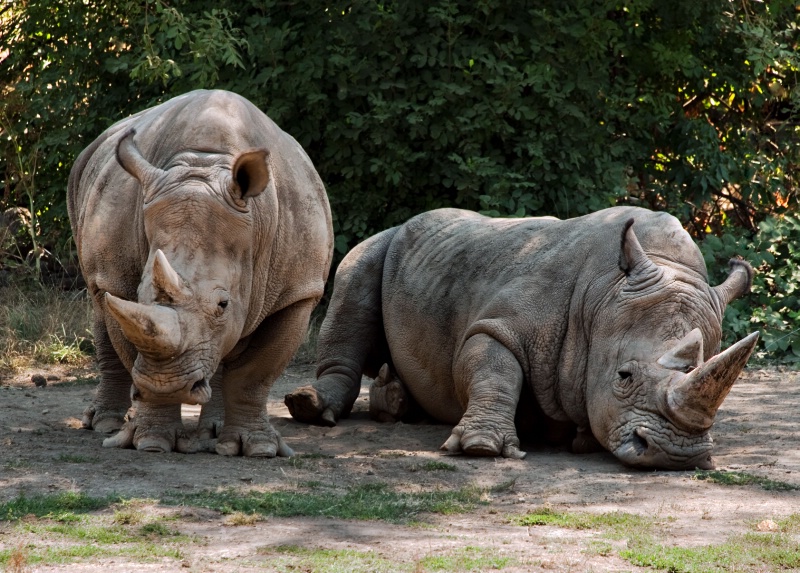 Rhinos Beige and Gray - ID: 14004192 © Clyde Smith