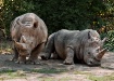 Rhinos Beige and ...