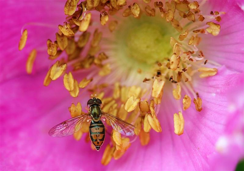 Hoverfly on Beach Rose