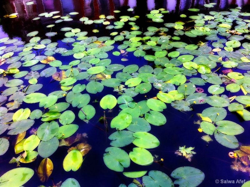 Water Lily 