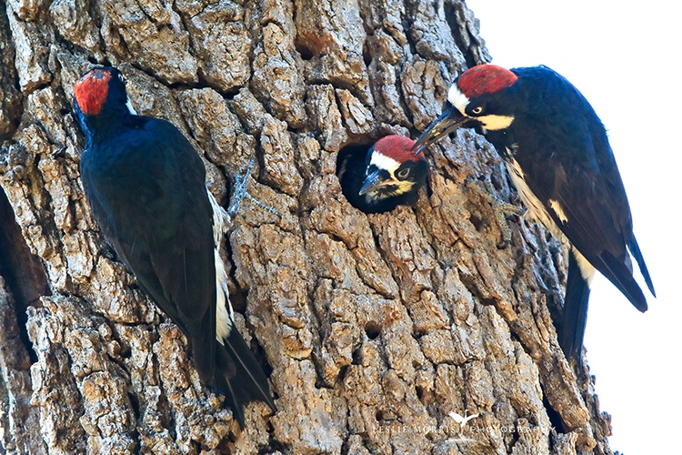Acorn Woodpecker Family - ID: 14004832 © Leslie J. Morris