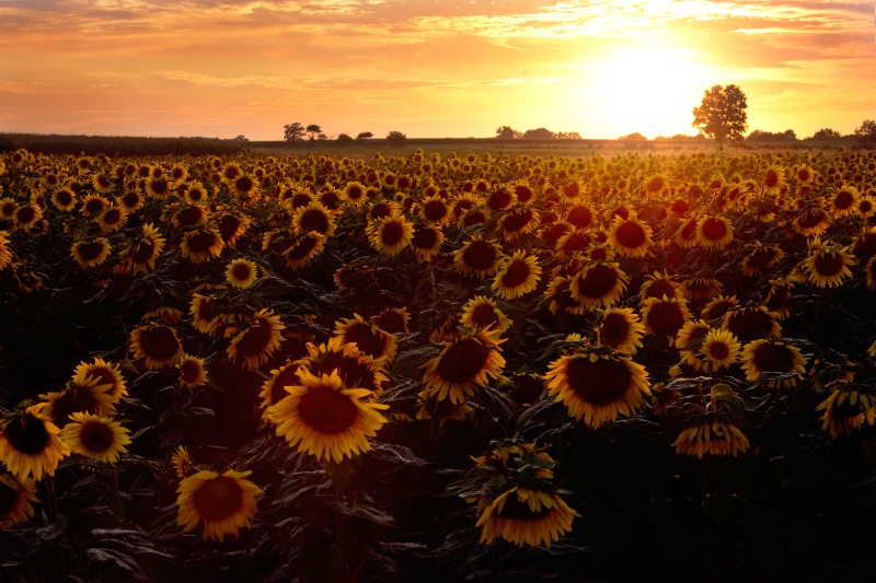 Sunflowers at Sunset