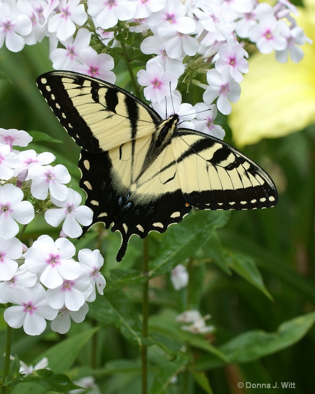 Swallowtail On Phlox