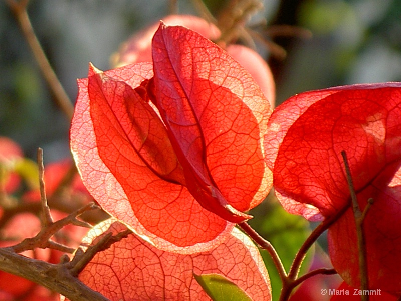 Red Bouganvilla 