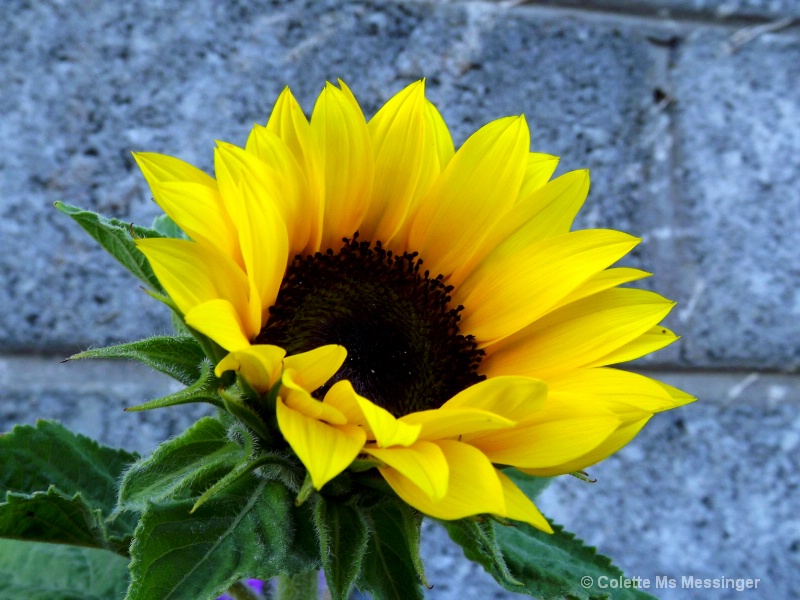 sunflower 13