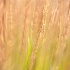 © Carol Flisak PhotoID # 14008751: Summer Grasses
