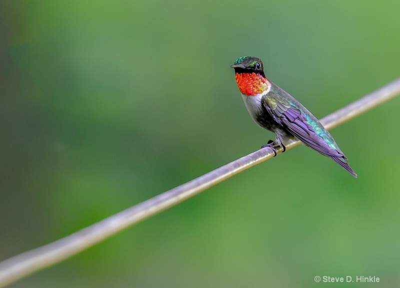 Ruby Throated Hummingbird (Male)
