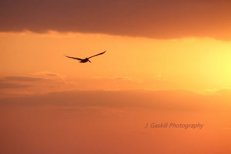 Pelican at Sunset