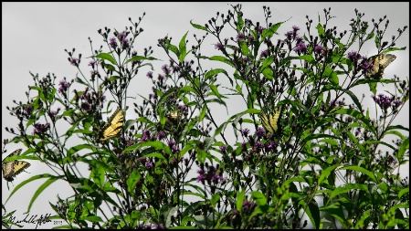 Four Tigers on Ironweed