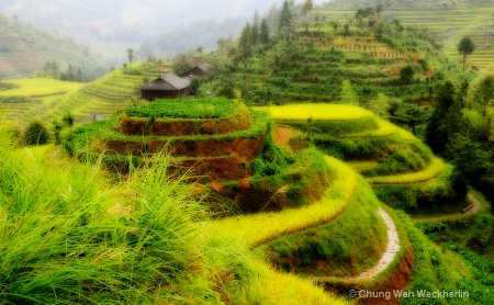 Rice Terraces