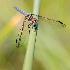 © Leslie J. Morris PhotoID # 14009949: Damselfly on Green