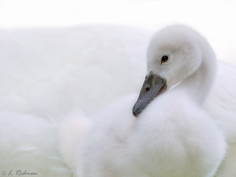 White Cygnet