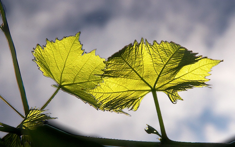 Twin Vine  leaves