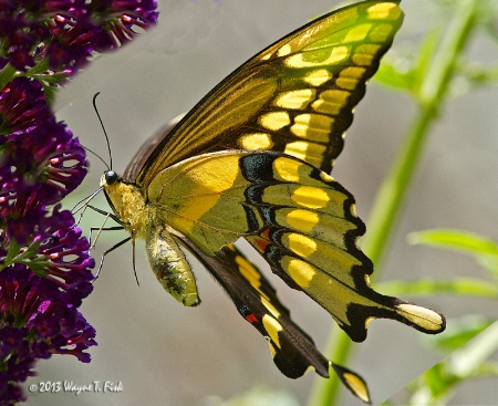  Winged Beauty