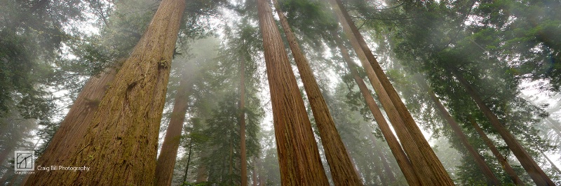 Cloud Giants