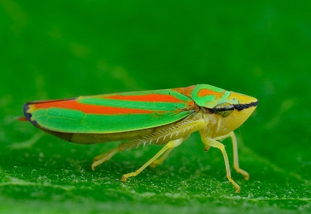 Rhododendron Leafhopper