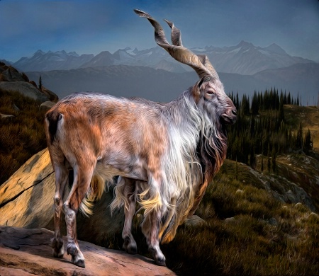 The Chortling Markhor