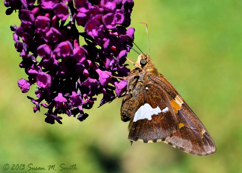 Silver Spotted Skipper