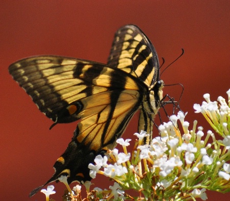 Tiger Swallowtail