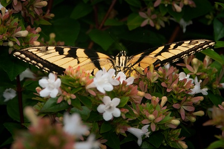 Flying tiger 2