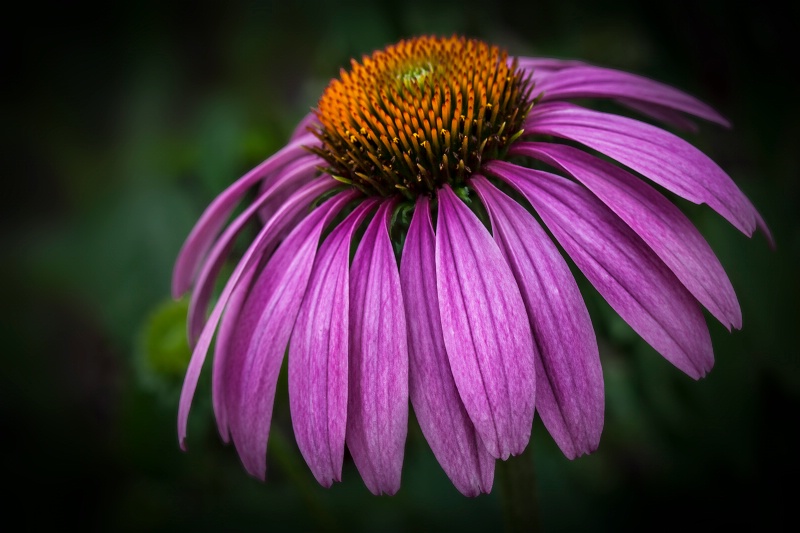 Majestic Cone Flower