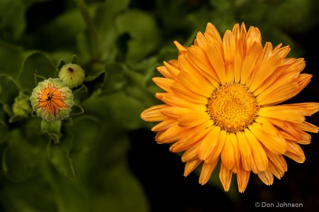 Cloister Flower