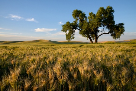 Late Sun on Palouse Tree and Wheat