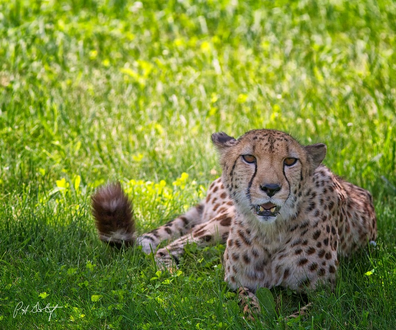 Cheetah At Rest