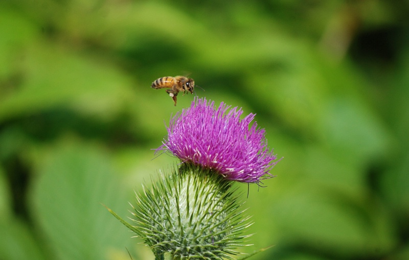 Honeybee and the thistle...