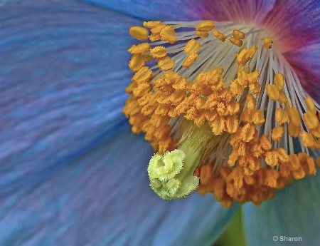 Himalayan  Poppy