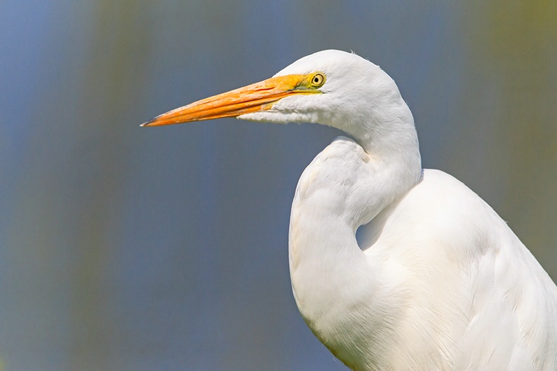 Great Egret Portrait - ID: 14013087 © Leslie J. Morris