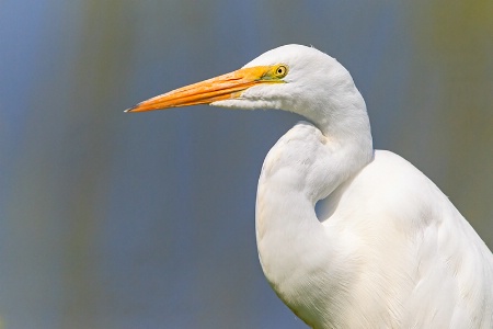 Great Egret Portrait