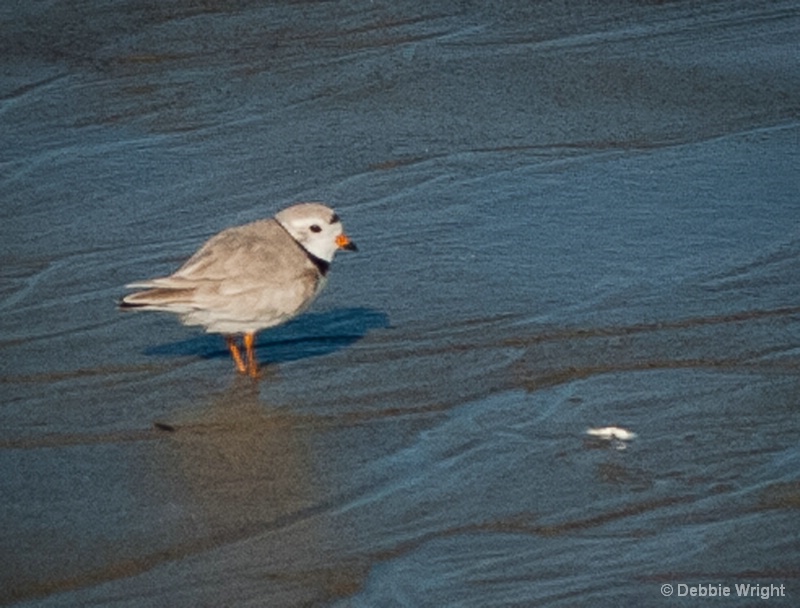 Piping Plover - ID: 14013323 © deb Wright