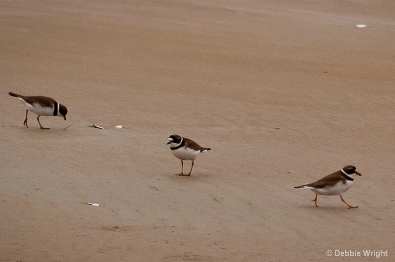 Semipalmated Plovers - ID: 14013325 © deb Wright